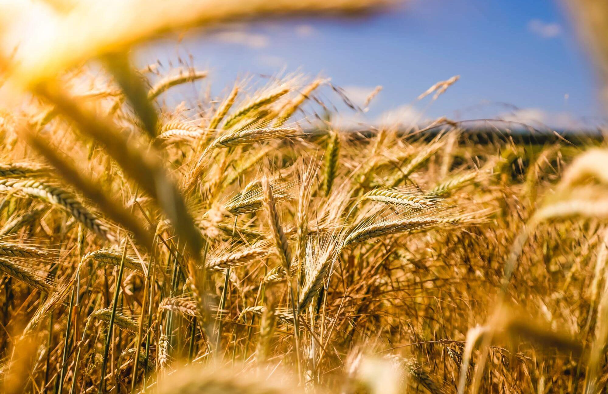 farm field - stock